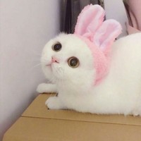曾德科