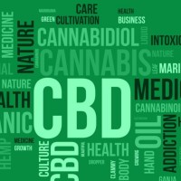 Leticia Silva Macena