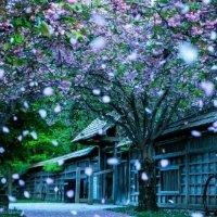 杨禄富