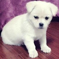 王春卫