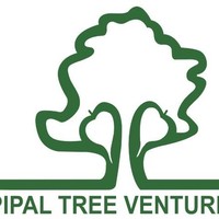 Pipal Tree