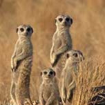 Meerkat Gamer