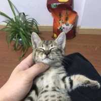 强思喆