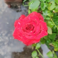 Jyoshna Devi
