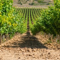 Juan Carlos Mansilla