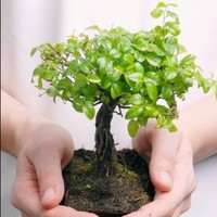 Yaran-Glaze Harry
