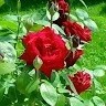 Emon Hossan
