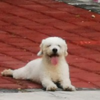 Luis Enrique Lechuga Nava