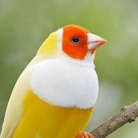 Ubah Saeed