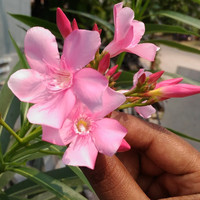 keerthana raghu