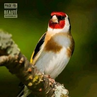 الحسون الجزائري تربية الطيور بي احتراف