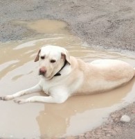 苏云飞