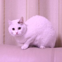 王灿宇