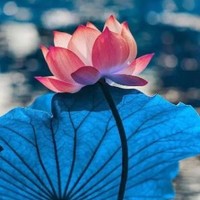 Ying Luo