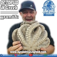 Octopus Indonesia