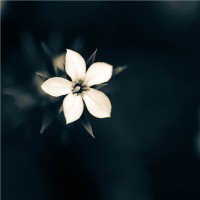 Nimra ◉ Amazon Virtual Assistant ◉