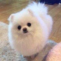 林碧辉