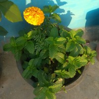 Naveen Chandra