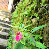 夏季风