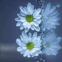 Saif Chaabani