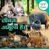 Narendra Pal Damoh