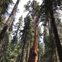 Sequoyah Group, LLC