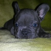 Blue French Bulldog Puppies
