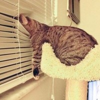 Паня Старкова