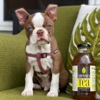 Moose Graber Alvarez