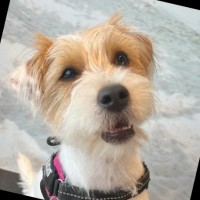 Cookie Hodge