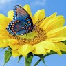 shesadev sahoo