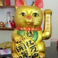 韦利君