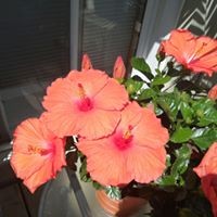 April Chatten