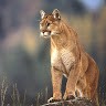 Mountain Lion