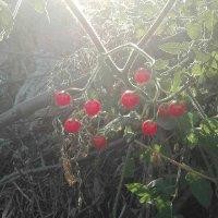 杜文仙