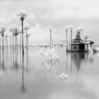 Gregory Rose