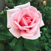 Rose Cecchetto