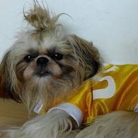 Kolokoy Kalakay