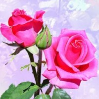 Md Tafizul