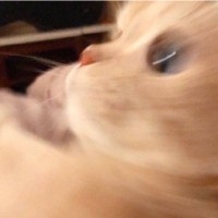 叶健利