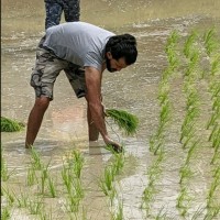 Dr. Somanna Kollimada