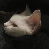 杨昊儒