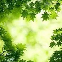 赵婷婷