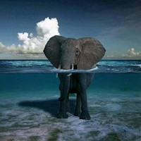 Ziad Ayman