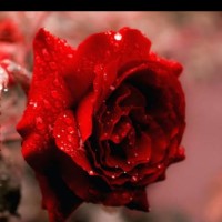 Umair Ashfaq