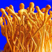 Cordyceps Militaris