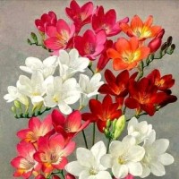 Shahzaib Saifi