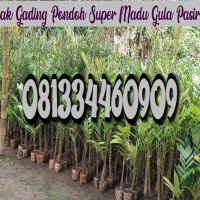 Jual Bibitsalak Madu Murah