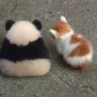 陈阡陌
