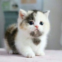 Cats Lover